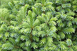 Dwarf Serbian Spruce (Picea omorika 'Nana') at Canadale Nurseries