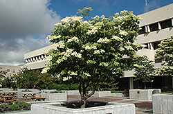 Ivory Silk Japanese Tree Lilac (Syringa reticulata 'Ivory Silk') at Canadale Nurseries