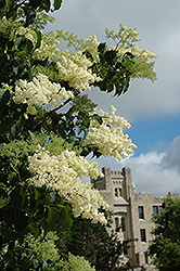 Ivory Silk Japanese Tree Lilac (Syringa reticulata 'Ivory Silk') at Canadale Nurseries