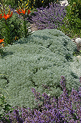 Silver Mound Artemisia (Artemisia schmidtiana 'Silver Mound') at Canadale Nurseries
