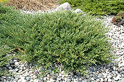 Andorra Juniper (Juniperus horizontalis 'Plumosa Compacta') at Canadale Nurseries