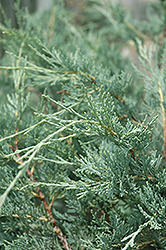 Moonglow Juniper (Juniperus scopulorum 'Moonglow') at Canadale Nurseries