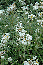 Pearly Everlasting (Anaphalis margaritacea) at Canadale Nurseries