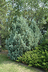 Wichita Blue Juniper (Juniperus scopulorum 'Wichita Blue') at Canadale Nurseries