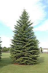 Colorado Spruce (Picea pungens) at Canadale Nurseries