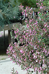 Creeping Germander (Teucrium chamaedrys) at Canadale Nurseries