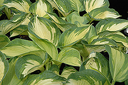 June Hosta (Hosta 'June') at Canadale Nurseries