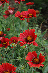 Burgundy Blanket Flower (Gaillardia x grandiflora 'Burgundy') at Canadale Nurseries