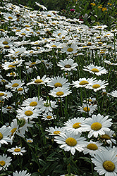 Becky Shasta Daisy (Leucanthemum x superbum 'Becky') at Canadale Nurseries