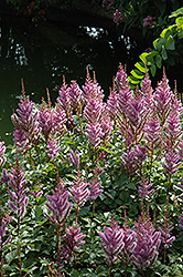 Dwarf Chinese Astilbe (Astilbe chinensis 'Pumila') at Canadale Nurseries