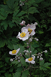 Grapeleaf Anemone (Anemone tomentosa 'Robustissima') at Canadale Nurseries