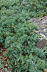Blue Rug Juniper (Juniperus horizontalis 'Wiltonii') at Canadale Nurseries