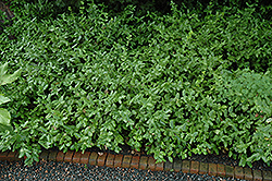 Sarcoxie Wintercreeper (Euonymus fortunei 'Sarcoxie') at Canadale Nurseries