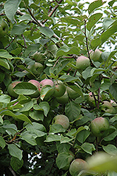 Liberty Apple (Malus 'Liberty') at Canadale Nurseries