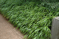 Japanese Woodland Grass (Hakonechloa macra) at Canadale Nurseries
