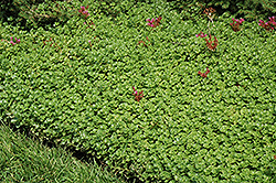 John Creech Stonecrop (Sedum spurium 'John Creech') at Canadale Nurseries