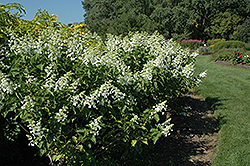 White Lady Hydrangea (Hydrangea paniculata 'White Lady') at Canadale Nurseries