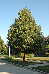 Glenleven Linden (Tilia x flavescens 'Glenleven') at Canadale Nurseries