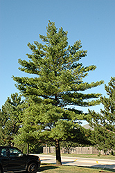 White Pine (Pinus strobus) at Canadale Nurseries