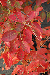 Autumn Brilliance Serviceberry (Amelanchier x grandiflora 'Autumn Brilliance') at Canadale Nurseries