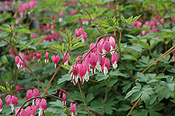 Common Bleeding Heart (Dicentra spectabilis) at Canadale Nurseries