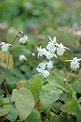 White Bishop's Hat (Epimedium x youngianum 'Niveum') at Canadale Nurseries