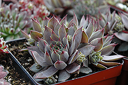 Big Blue Hens And Chicks (Sempervivum 'Big Blue') at Canadale Nurseries