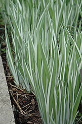 Variegated Japanese Flag Iris (Iris ensata 'Variegata') at Canadale Nurseries