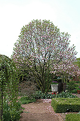 Alexandrina Saucer Magnolia (Magnolia x soulangeana 'Alexandrina') at Canadale Nurseries