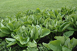 Sum and Substance Hosta (Hosta 'Sum and Substance') at Canadale Nurseries