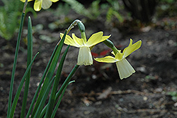 Lavalies Daffodil (Narcissus 'Lavalies') at Canadale Nurseries