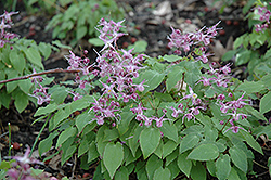 Lilafee Bishop's Hat (Epimedium grandiflorum 'Lilafee') at Canadale Nurseries