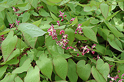 Bishop's Hat (Epimedium grandiflorum) at Canadale Nurseries