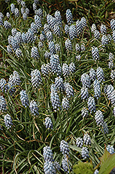 Valerie Finnis Grape Hyacinth (Muscari armeniacum 'Valerie Finnis') at Canadale Nurseries