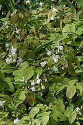 White Bishop's Hat (Epimedium x youngianum 'Niveum') at Canadale Nurseries