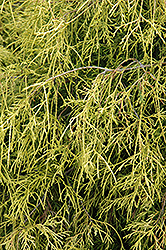 Sungold Falsecypress (Chamaecyparis pisifera 'Sungold') at Canadale Nurseries