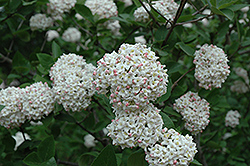 Fragrant Viburnum (tree form) (Viburnum x carlcephalum '(tree form)') at Canadale Nurseries