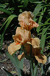 Mary Mahalos Iris (Iris 'Mary Mahalos') at Canadale Nurseries
