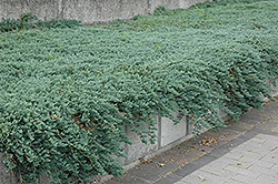 Icee Blue Juniper (Juniperus horizontalis 'Icee Blue') at Canadale Nurseries