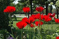 Beauty of Livermere Poppy (Papaver orientale 'Beauty of Livermere') at Canadale Nurseries