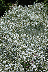 Snow-In-Summer (Cerastium tomentosum) at Canadale Nurseries