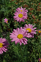 Robinson's Pink Painted Daisy (Tanacetum coccineum 'Robinson's Pink') at Canadale Nurseries