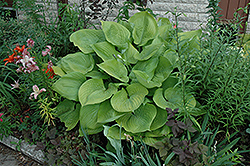 Sum and Substance Hosta (Hosta 'Sum and Substance') at Canadale Nurseries