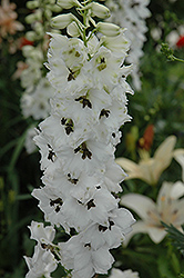 Magic Fountains White Dark Bee Larkspur (Delphinium 'Magic Fountains White Dark Bee') at Canadale Nurseries