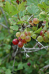 Pixwell Gooseberry (Ribes 'Pixwell') at Canadale Nurseries