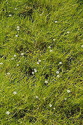 Scotch Moss (Sagina subulata 'Aurea') at Canadale Nurseries