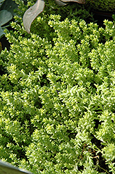 Golden Moss Stonecrop (Sedum acre 'Aureum') at Canadale Nurseries