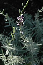 Dwarf Blue Lavender (Lavandula angustifolia 'Nana') at Canadale Nurseries