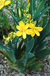 Hello Yellow Blackberry Lily (Belamcanda chinensis 'Hello Yellow') at Canadale Nurseries