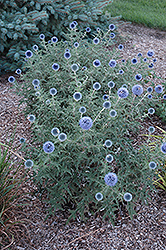 Blue Glow Globe Thistle (Echinops bannaticus 'Blue Glow') at Canadale Nurseries